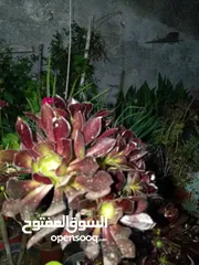  2 جميع انواع النباتات