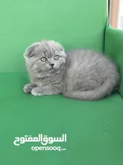  3 مجموعة قطط سكوتش فولد وستريت كل اشي الو سعر