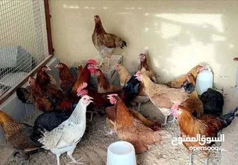 7 ‏دجاج بلدي نخب أول