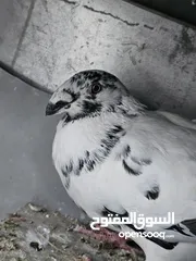  2 جوز زومبي شغالات