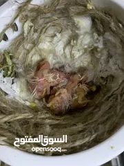  4 طيور كنار للبيع