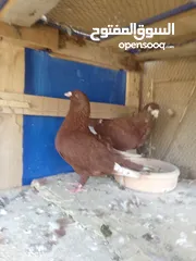  4 ثلاث جواز حمام للبيع