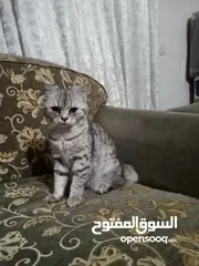  2 قطة سكوتش عمر اربع شهور اليفه ولعوبه وبتعمل ب التر بكس