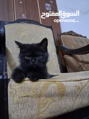  7 قططط من نوع سيامي ذكر و انثى