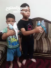  1 متاح جوزين  حب  كلهم اليفات كلهم جواز شغالة جواز نخب للبيع اقرء الوصف