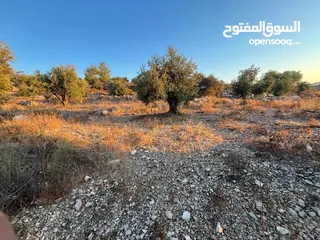  6 ارض للبيع مزروعة زيتون في صوريف