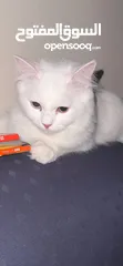  1 قطه شيرازي بيضاء عيون مختلفه