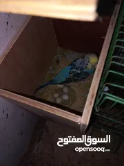  5 4 عصافير طيور الحب مع بيضهم
