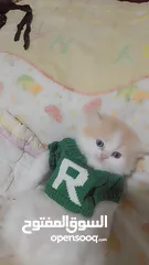  1 قطط هملاي بريطاني للبيع