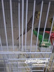  12 غرفة طيور حب هوغو وبردات انكليزي على هوغو للبيع بسعر حرق
