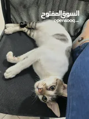  2 Cute Lovely boy kitten looking for free adoption