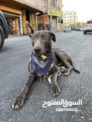  4 كلب ملينو عمر 5شهور للبدل عل كلب  بوبي