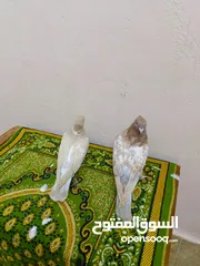  14 السلام عليكم ورحمه مجموعة طيور البيع أقره الوصف