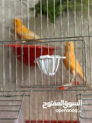  7 طيور كناري جاهزة بحالة وصحة جيدة