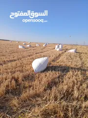  8 تبن قمح للبيع عترابو