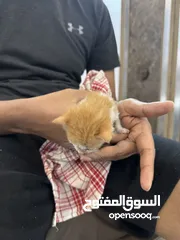  5 Cat free for adoption (3-4 weeks)