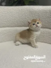  7 قطط صغيرة برتيش للبيع