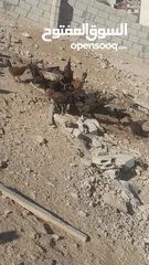  2 فرخات بلدي