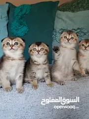  13 قطط سكوتش فولد + ستريت الوان مختلفه واعمار مختلفه الاسعار من ابتداء من  70ل 120  اناث وذكور اهالي