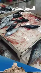  11 سمك طازج  حسب الطلب