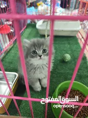  3 احضر الريلز  قط سكوتش ستريت ذكر – شعر ميديوم اقتنِ صديقًا ينشر الطاقة الإيجابية ويسحب الطاقة السلبية