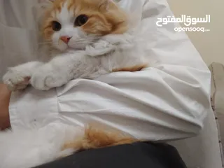  1 قط شيرازي للتبني