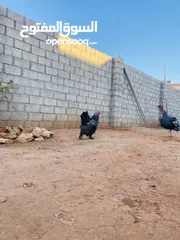  4 دجاج ابراهمي