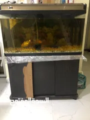  1 Aquarium and fish for sale