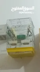  2 جوز دره شغالات انتاج