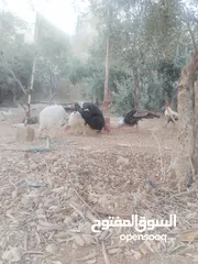  5 حبش ودجاج للبيع