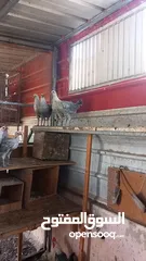  2 دجاج فيومي فضي للبيع دم صافي عمر خمس اشهر