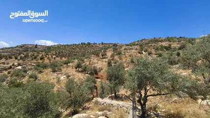  1 مزرعة مميزة  14 دونم للبيع مع بيت في منطقة جرش سوف