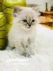  1 قط هملايا للبيع