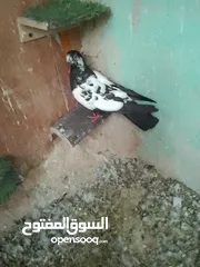  2 طيره اول خيرها