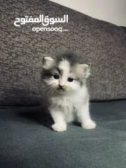  2 قطط هيمالايا