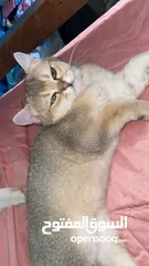  2 قطط سكوتش فولد 3 اناث وذكرين