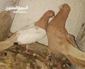  20 حمام جواز بصلات على نبي الحبه ب دينارين واغلبو تحتيو فراخ وبيض