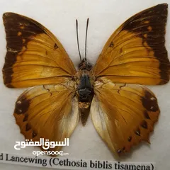 1 فراشة Red lacewing (cethosia biblis tisamena) محنطة للبيع