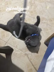 8 قط Scottish Fold للبيع بسعر مميز