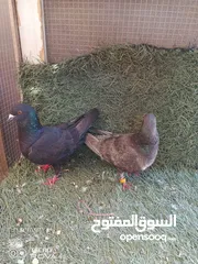  6 كوم 30 حبة تنضيف سطح جواز فحول طواير فراخ