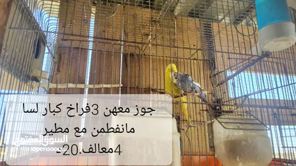  13 جواز حب للبيع