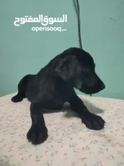  9 Labrador retriever puppies available