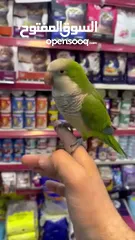  4 كويكر الراهب ببغاء أسطورة (طائر أوروبا المدلل) اليف متكلم هدد راقص لعوب متفاعل تابع الوصف