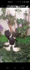  1 جواز حمام شغالات نخب للبيع