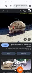  1 موجود قنفذ للبيع