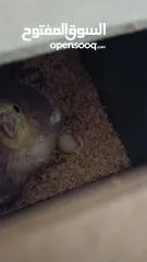  2 طيره جاهزه وحطت بطن سبب البيع طيران الفحل