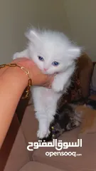 3 Mix persian kittens
