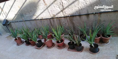  8 صبار الالوفيرا حجم كبير Aloe vera / الوفيرا / ألوفيرا مزهر عمر 3 إلى 4 سنوات