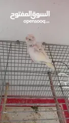  2 وجوز حب هوغو رومو ابيض عين حمرا مع فرخه عمر اسبوعين   داخل اربد بسعر مرت