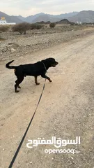  1 Rottweiler for sell